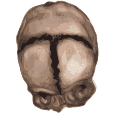 Head with Fused Suture